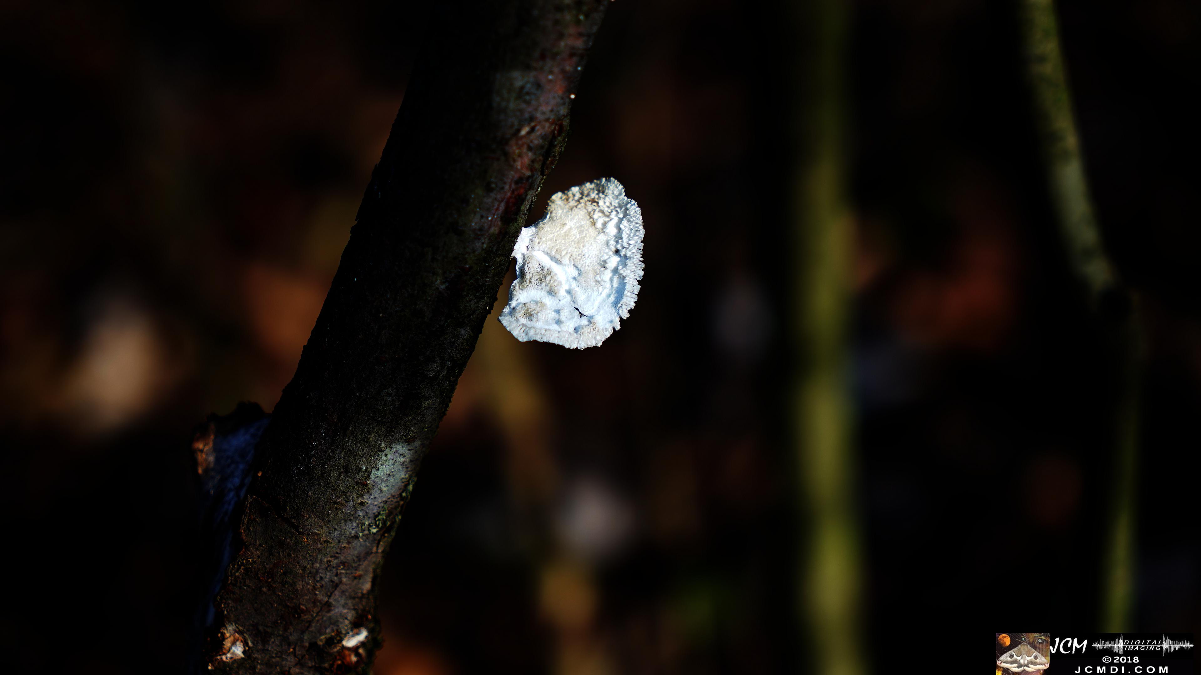 fungus fan at Old Hickory Lake, TN